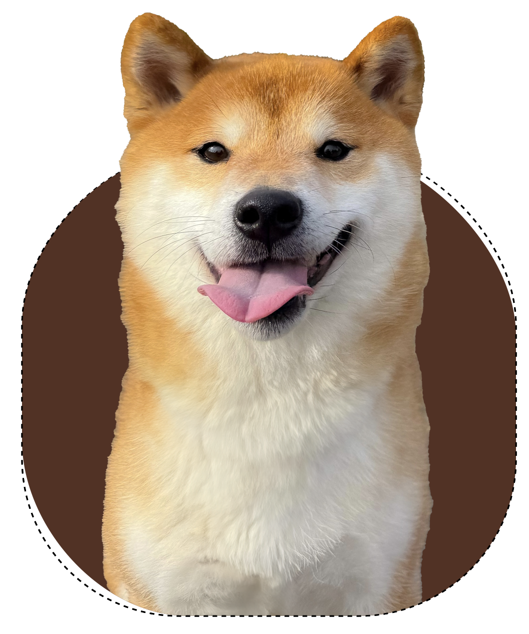 serenity shibas