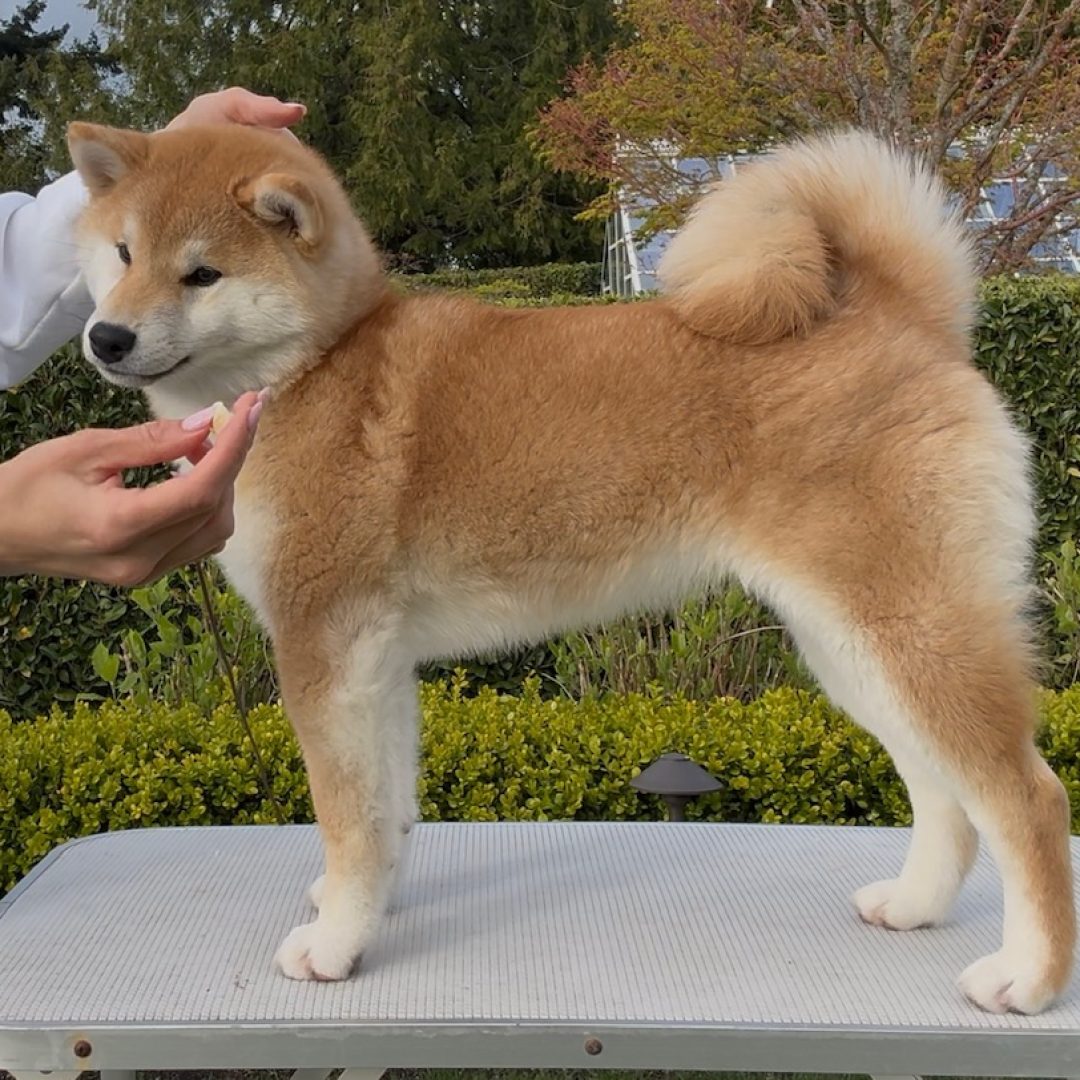 IMG_4085